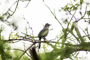 10th May 2024 - Flycatcher