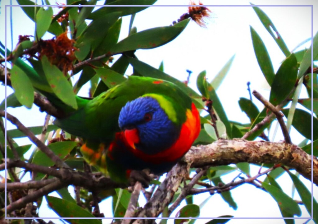  Close Up Of a Lorikeet ~  by happysnaps