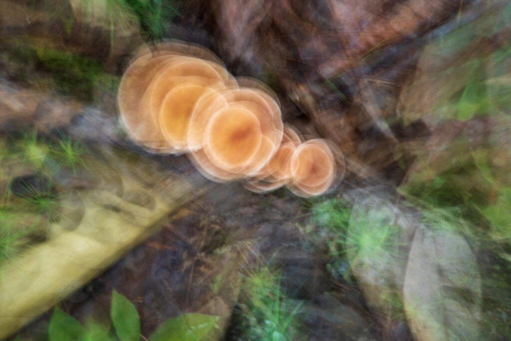 Zooming Shrooms ICM by kvphoto