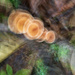 Zooming Shrooms ICM