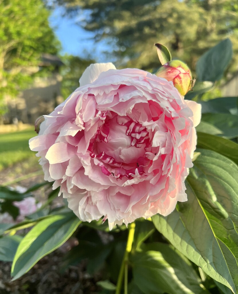 Came Home to Peonies in Bloom by calm
