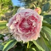 Came Home to Peonies in Bloom