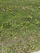 10th May 2024 - Dandelion Patch