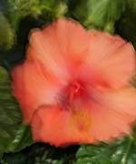 10th May 2024 - Hibiscus 