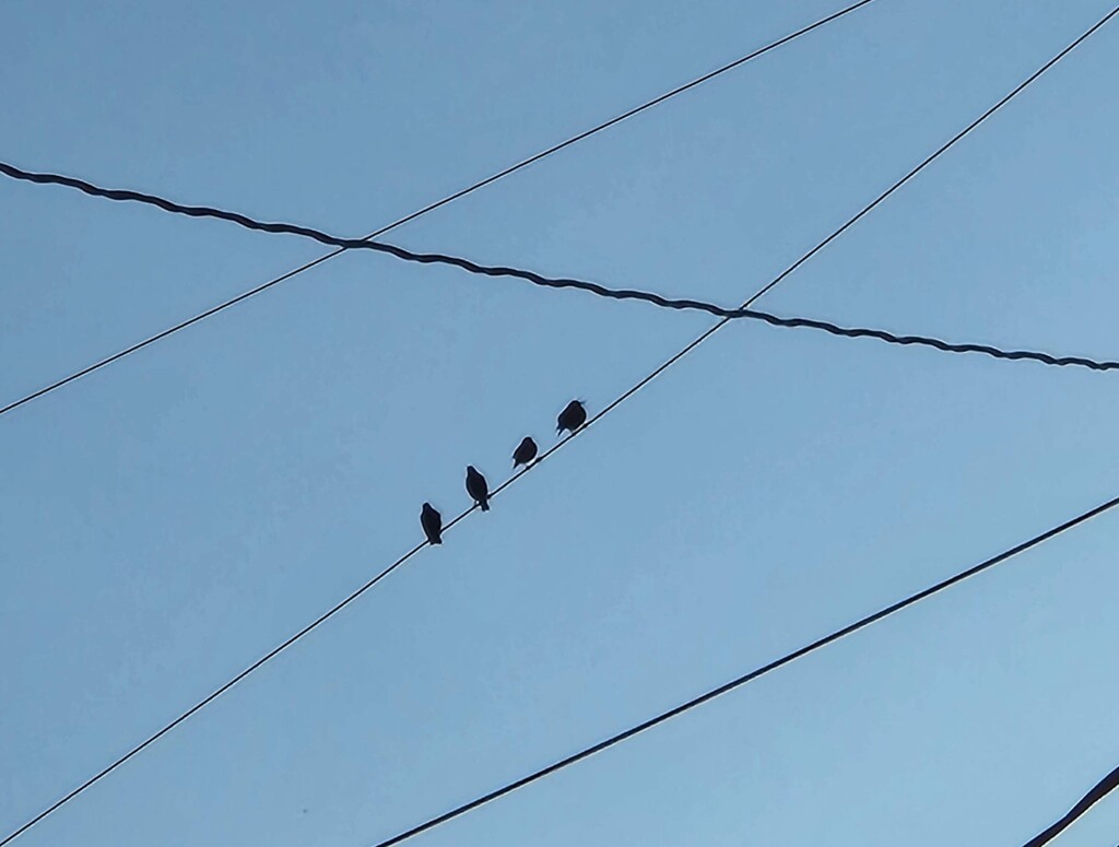 Birds on a wire by randystreat