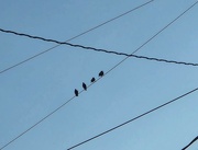 10th May 2024 - Birds on a wire