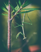 9th May 2024 - Darkroom - Insects - Praying Mantis