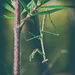 Darkroom - Insects - Praying Mantis