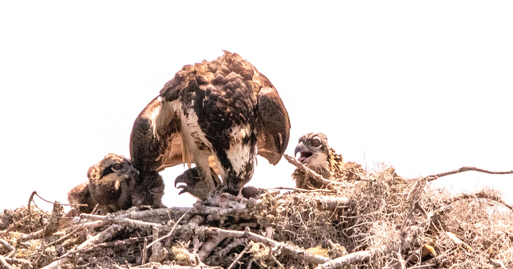 One More View of the Osprey Family! by rickster549