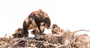 10th May 2024 - One More View of the Osprey Family!