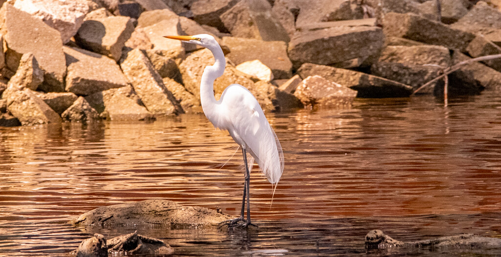 Egret, Waiting for Something to swim By! by rickster549