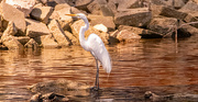 10th May 2024 - Egret, Waiting for Something to swim By!