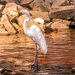 Egret, Waiting for Something to swim By!