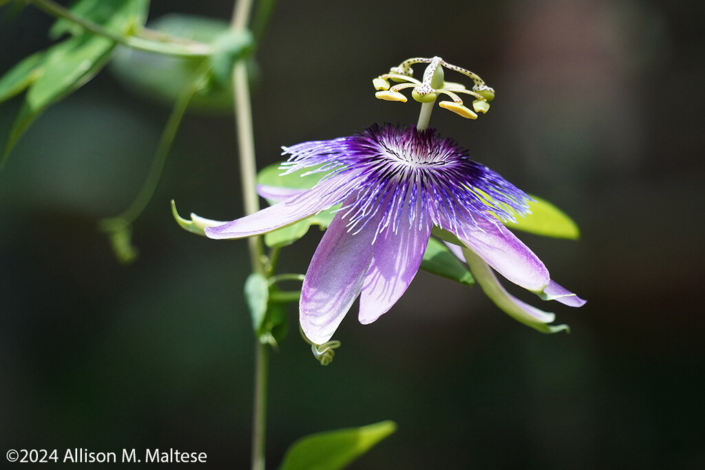 Passionflower by falcon11
