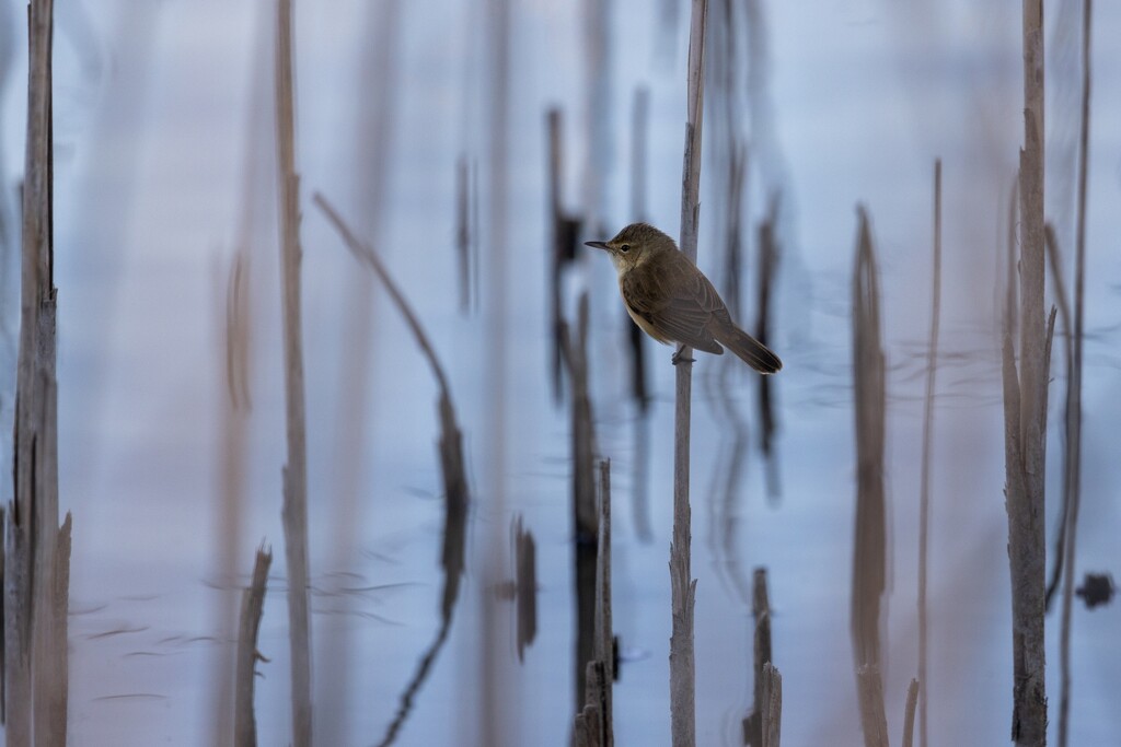 Amongst the reeds by flyrobin