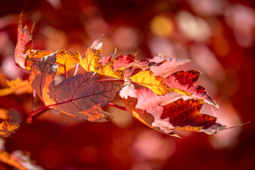 Autumn glory by flyrobin