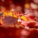 Autumn glory by flyrobin