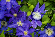 9th May 2024 - Clematis
