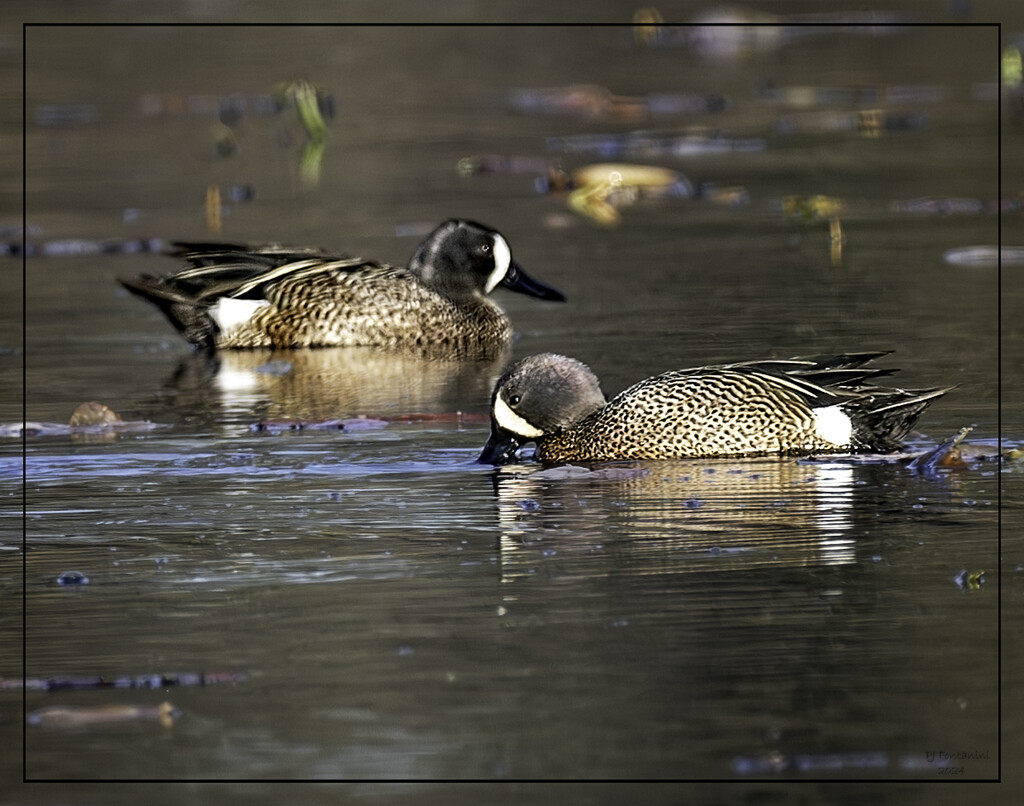Blue Winged Teals by bluemoon