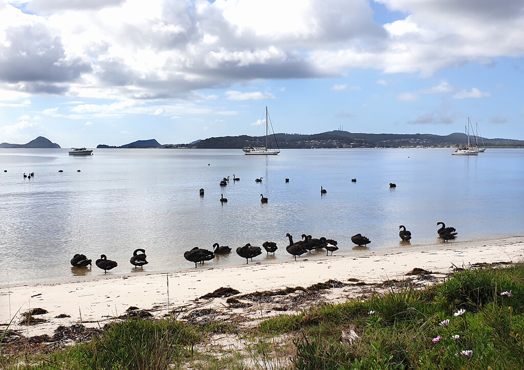 A Bank of Black Swans by onewing