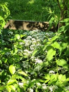 10th May 2024 - The wild garlic is blooming.
