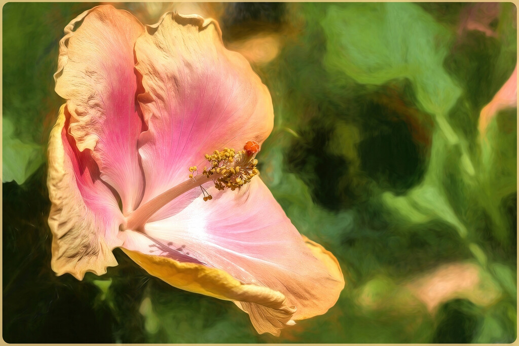 Painted Hibiscus by ludwigsdiana