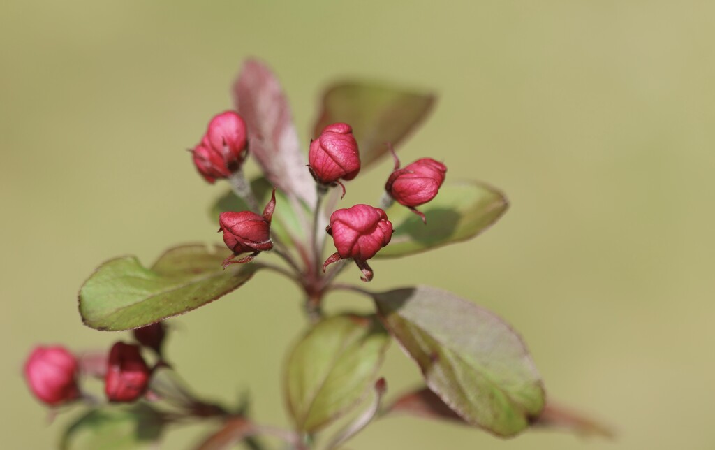 Crab Apple Blossom by jamibann