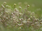 10th May 2024 - The shepherd's purse