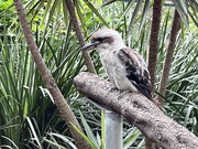 11th May 2024 - Kookaburra