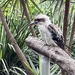 Kookaburra by kjarn