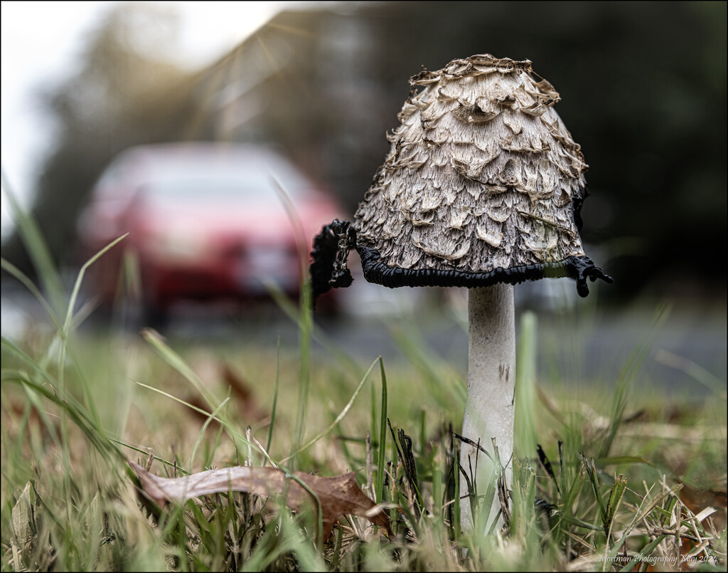 The lone mushroom  by mortmanphotography