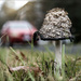 The lone mushroom  by mortmanphotography