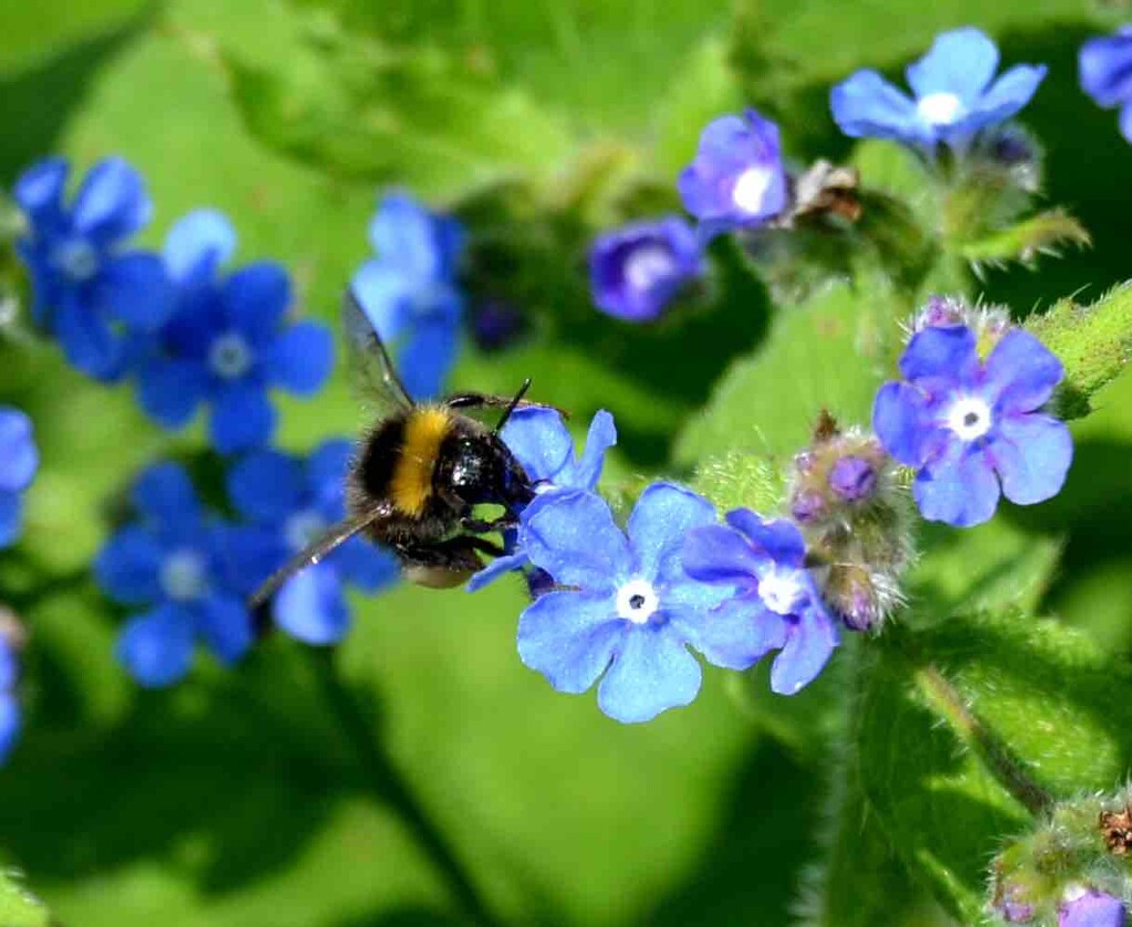 Bee on Green Alkanet Flowers by arkensiel
