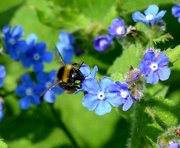 11th May 2024 - Bee on Green Alkanet Flowers