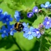 Bee on Green Alkanet Flowers