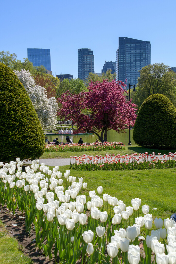 Boston Garden by danette