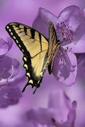 9th May 2024 - Eastern Tiger Swallowtail