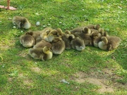 11th May 2024 - Some of the goslings 