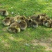 Some of the goslings 