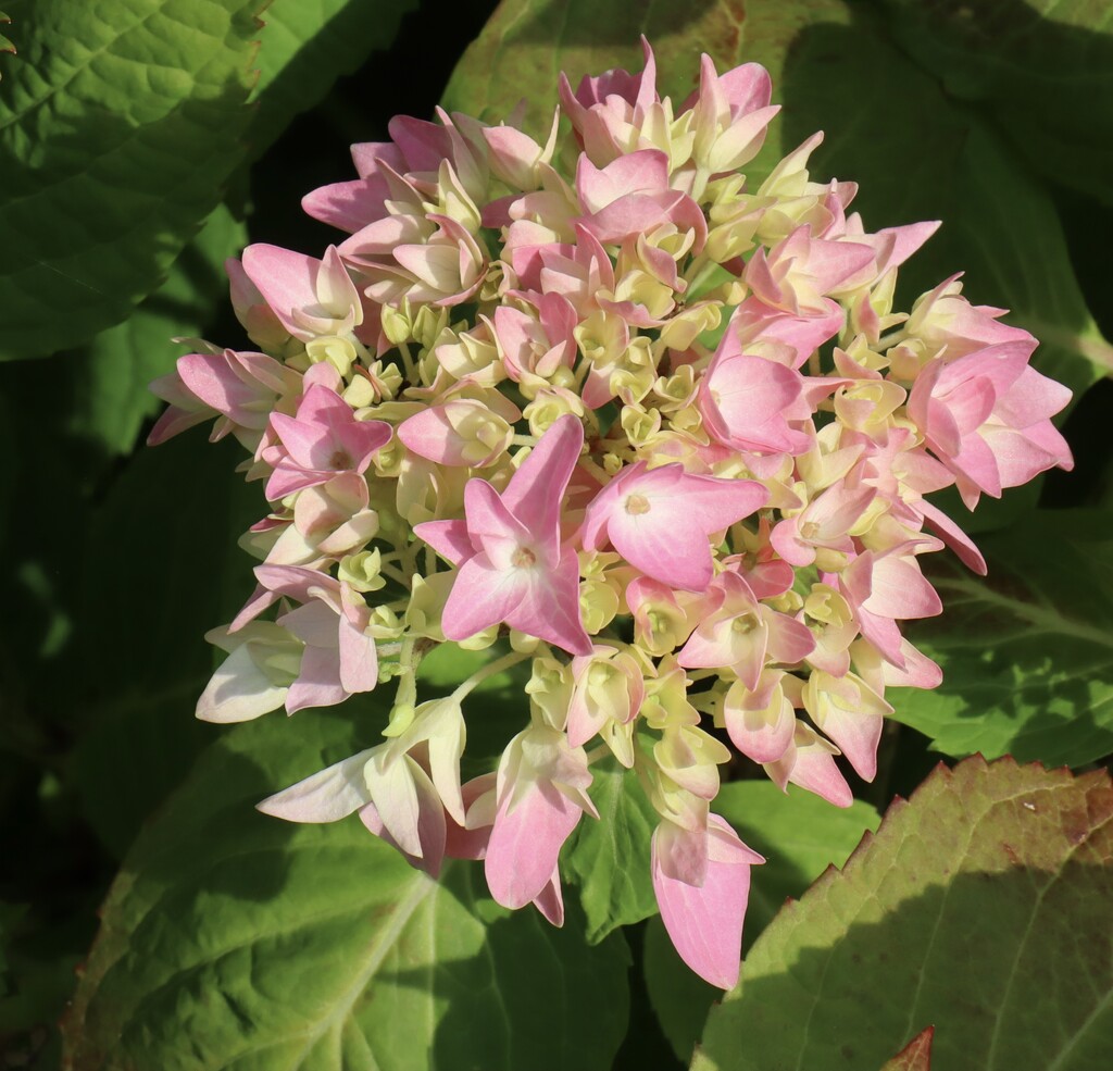 Hydrangea  by jeremyccc