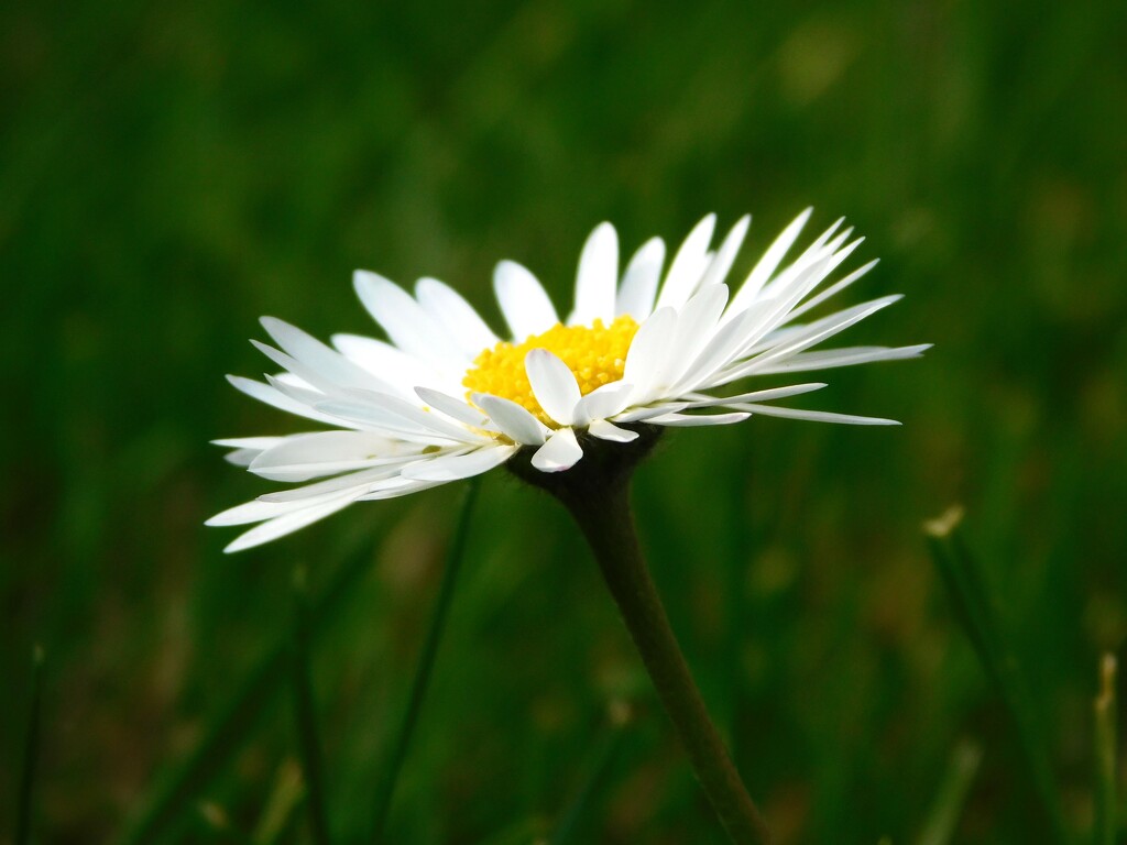 The humble daisy by 365anne