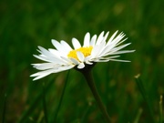 11th May 2024 - The humble daisy