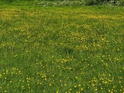 11th May 2024 - Buttercups