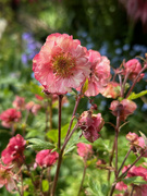 8th May 2024 - Geum