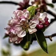 11th May 2024 - Apple blossom……. 