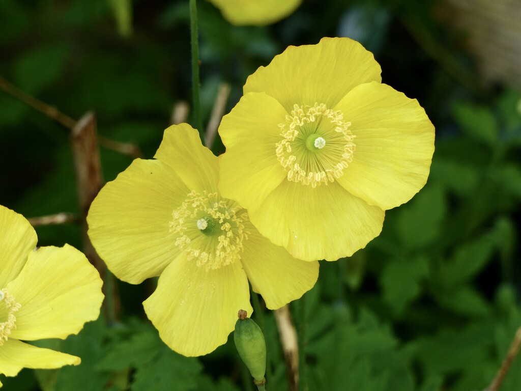 Welsh Poppies by susiemc