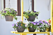11th May 2024 - Pretty Hanging Baskets