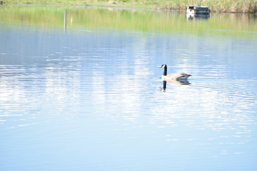 Lone Canada Goose by bjywamer