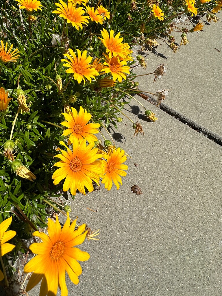 Gazania next to the sidewalk by shutterbug49