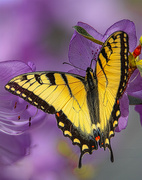 10th May 2024 - Eastern Tiger Swallowtail